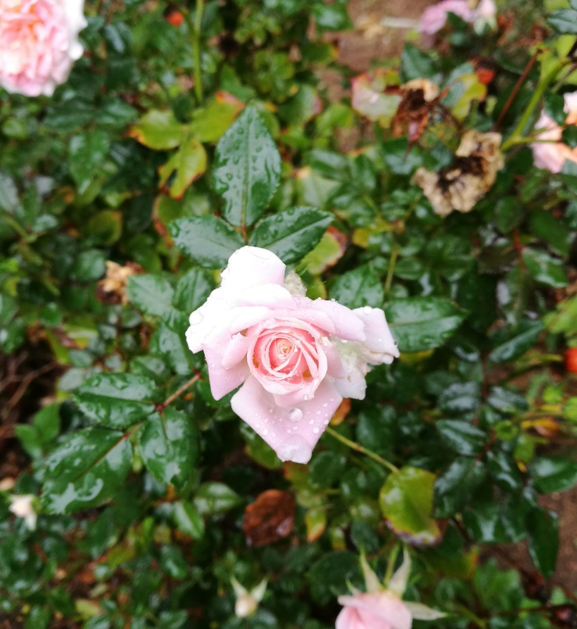 flower, rose - flower, flower head, petal, nature, fragility, freshness, growth, beauty in nature, plant, pink color, focus on foreground, blooming, no people, day, close-up, outdoors