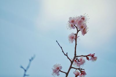 Close-up of cherry blossom tree against sky