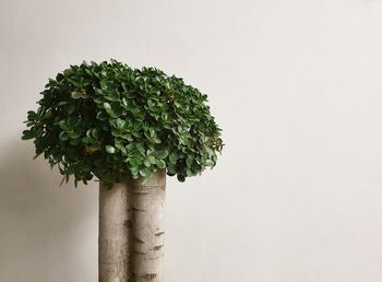 A tree on with white background