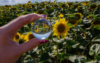 Close-up of hand holding flowering plant