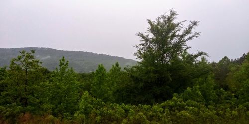 Scenic view of trees and mountains against sky