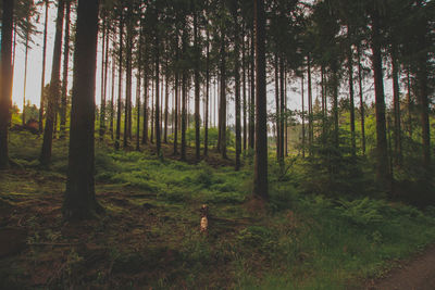 View of trees in forest