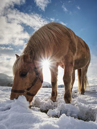 Close view to withe horse feding in snow. amazing winter morning with farm horses.