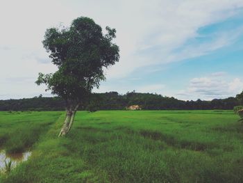 Scenic view of agricultural field against sky