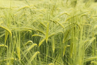 Full frame shot of wheat field