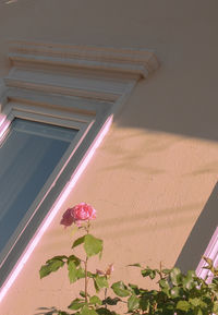 Low angle view of pink flowering plant by building