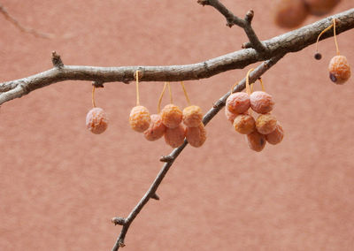 Close-up of berries growing on tree