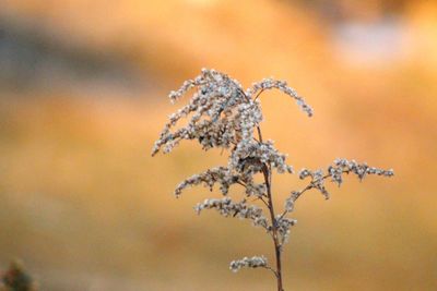 Close-up of frozen plant during winter