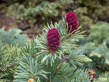 Vivid purple pinecones sit on the branch of a blue spruce tree deep in the colorado wilderness.