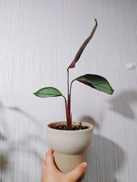 Close-up of hand holding flower pot