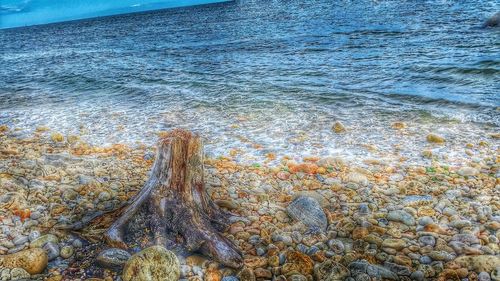 View of sea with trees in background