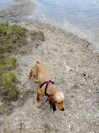 High angle view of dog on beach