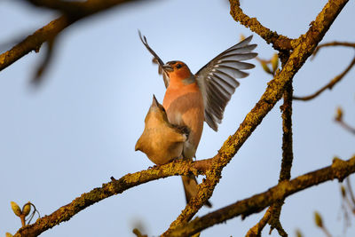 Low angle view of bird perching on branch