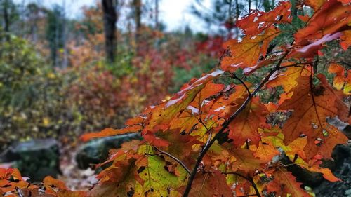 Close-up of maple leaves on tree in forest