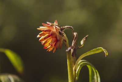 Close-up of orange rose flower bud