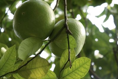 Low angle view of fruits on tree