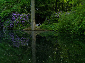 Plants and trees by water