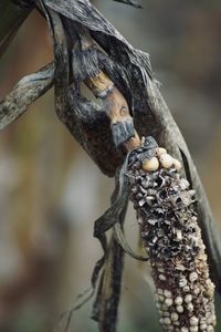 Close-up of corn cob on a branch