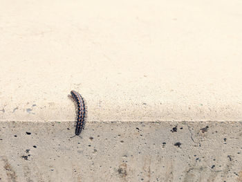 High angle view of insect on sand