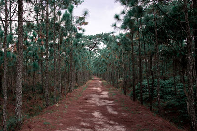 Footpath amidst trees in forest