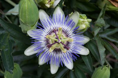 Close-up of fresh passion flower blooming outdoors