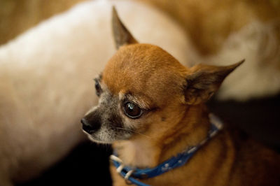 Close-up of a dog looking away