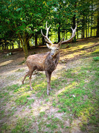 Deer in a forest