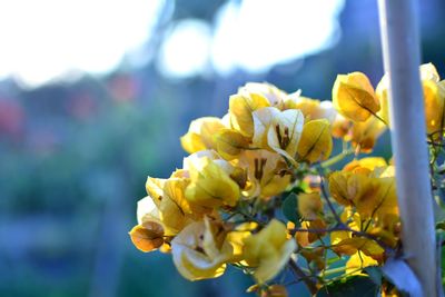 Close-up of yellow flowering plant