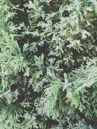 Full frame shot of tree in forest