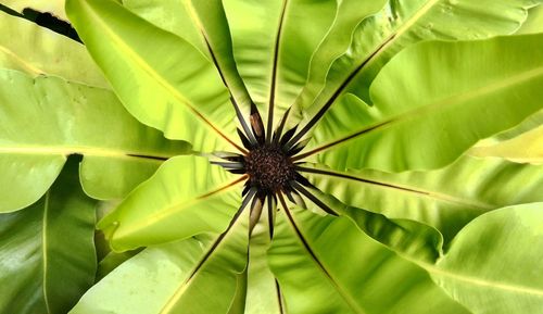 Close-up of butterfly on plant