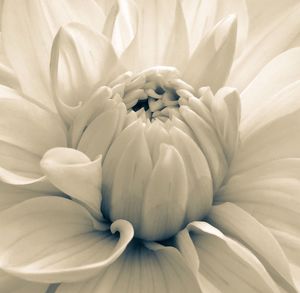 Close-up of white flower blooming outdoors