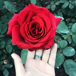 Close-up of woman holding rose