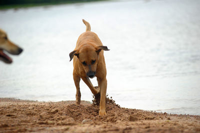 Dog standing on beach