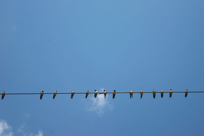 Low angle view of birds perching on cable against blue sky