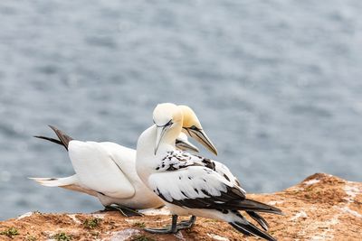 Close-up of gannets on a rock against sea