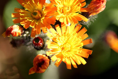 Close-up of yellow flowering plant