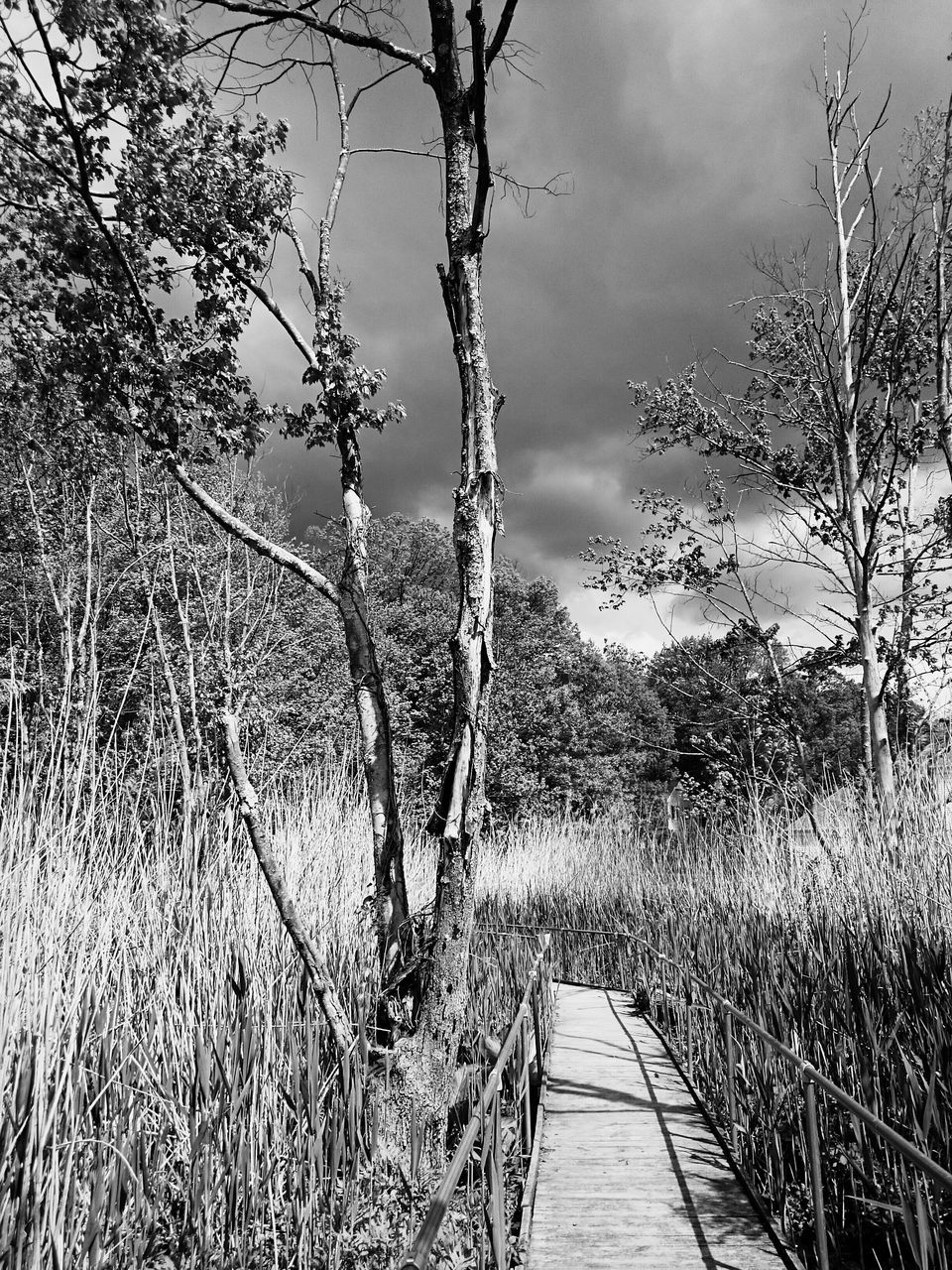 the way forward, tree, sky, water, tranquility, branch, nature, bare tree, tranquil scene, diminishing perspective, growth, beauty in nature, plant, scenics, transportation, day, outdoors, vanishing point, grass, no people