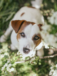 Close-up portrait of a dog