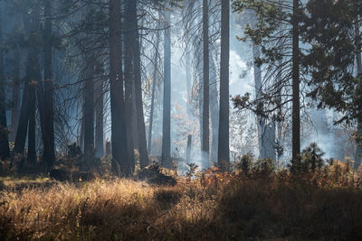 Trees in forest