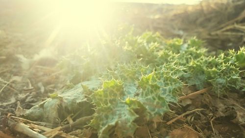 Close-up of fresh plants in field