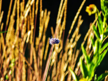 Close-up of purple flowering plant on field