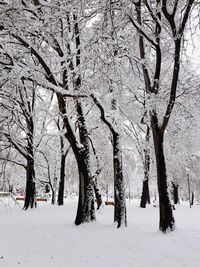 Trees on snow covered field