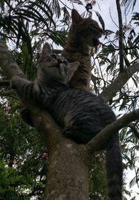 Low angle view of tree