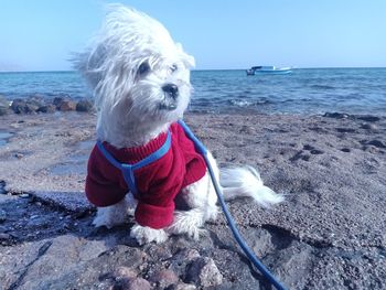 Dog sitting on beach