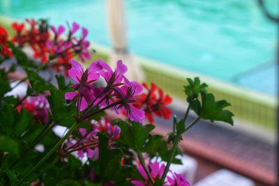 Close-up of pink flowering plant by swimming pool