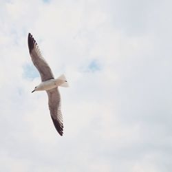 Low angle view of seagull flying in sky