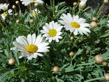 Close-up of white flowers blooming outdoors