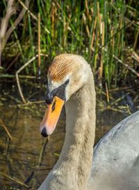 Close-up of duck in lake