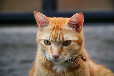 Close-up portrait of cat