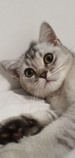 Close-up portrait of a cat